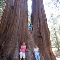En nog zo'n mooie Sequoia 