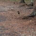 Eekhoorntje op onze Campground bij Johnston Creek