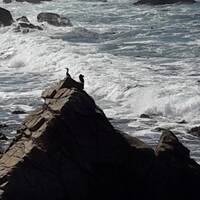 Aalscholvers langs de kust route Monterey naar Carmel 