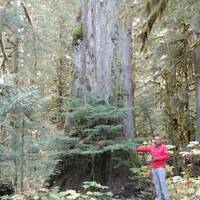 boom op Silver Fir Campground meer dan 1000 jaar oud