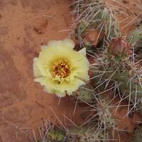 Bloeiende cactussen in Arches NP 