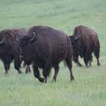 En daar de bisons of buffalo's....