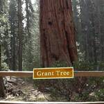 10-01 Gen. Grant Tree (Sequoia N.P)