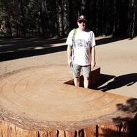 Doorsnede Sequoia