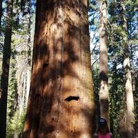 Wow! Zo groot die sequoia's!