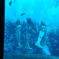 Mermaid Show in Weeki Wachee Springs