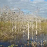 Cypressen in Everglades National Park