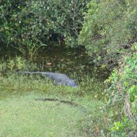 onze eerste alligator in Shark Valley in Everglades National Park