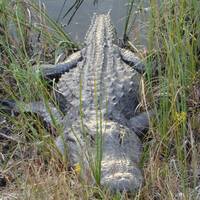 Alligator naast de Anhinga trail in Everglades National Park