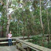 Mahogany Hammock Trail in Everglades National Park
