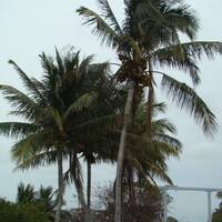 grote kokosnoten in een palmboom bij de oude 7 mile bridge in Marathon