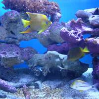 Zee aquarium in John Pennekamp Coral Reef State Park te Key Largo