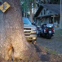 Squirrel onder de boom op KOA camping Titusville