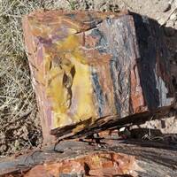 Petrified Forest (30-03)