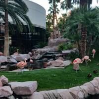 Las Vegas flamingo hotel (18-04)