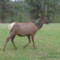 Een vrouwtjes Elk (Canadese Eland)