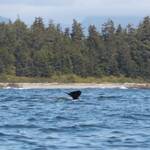 duikende walvis