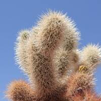 Cholla cactus in Joshua Tree