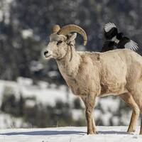De Big Horn Sheep met een symbiose Ekster