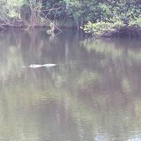 Aligator in de Everglades