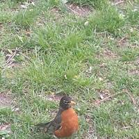 Vogel in central park