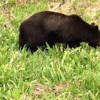 Black Bear!!!! Side of the road