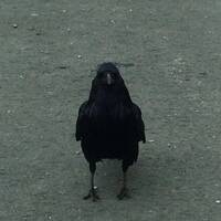 Crow at reststop near jasper