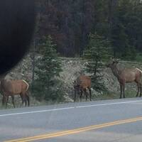 More elk crossing road