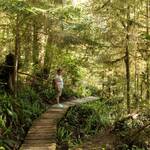 Rainforest Trail in Pacific Rim NP