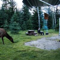 Elk op de Whistler's Campground, Jasper NP