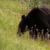 Black bear, Jasper NP