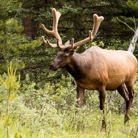 Elk, Banff NP