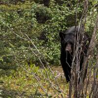 Black bear achter onze camper, Mistaya Canyon