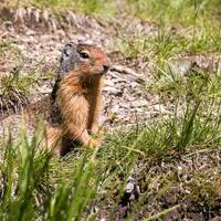 Ground Squirrel, Glacier NP