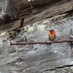 Humming Bird, Mt. Revelstoke NP