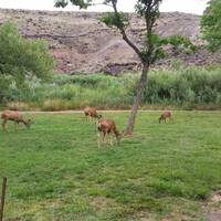 De herten komen elke dag even langs op de camping.