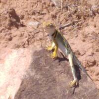Collared lizard (gekraagde hagedis)