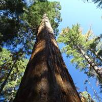Tuolumne Grove - Grand Sequoia's 
