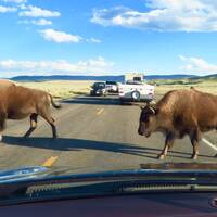 Buffalo Jam Yellowstone