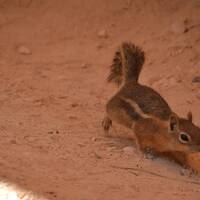erg nieuwschierige ground squirrel