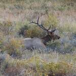 Elk (eland) in Rocky Mountains NP