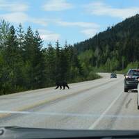 Bear on the road - Yogi III