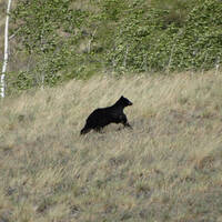 Een beer op de bergwand vlak voor Dawson City