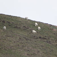 De Dall sheep op de bergkam