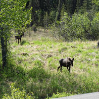 2 Moose langs de kant van de Highway