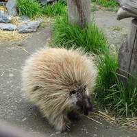 Porcupine (stekelvarken) in het Wildlife Center