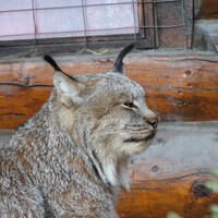 Lynx in het Wild Life Center