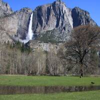 Herten voor Yosemite Fall