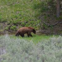Yellowstone - black bear