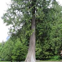 Big Ceder Tree